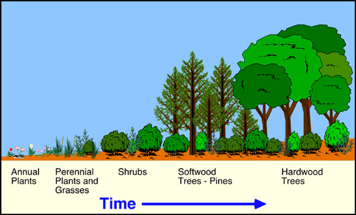 The Ecosystem Shift